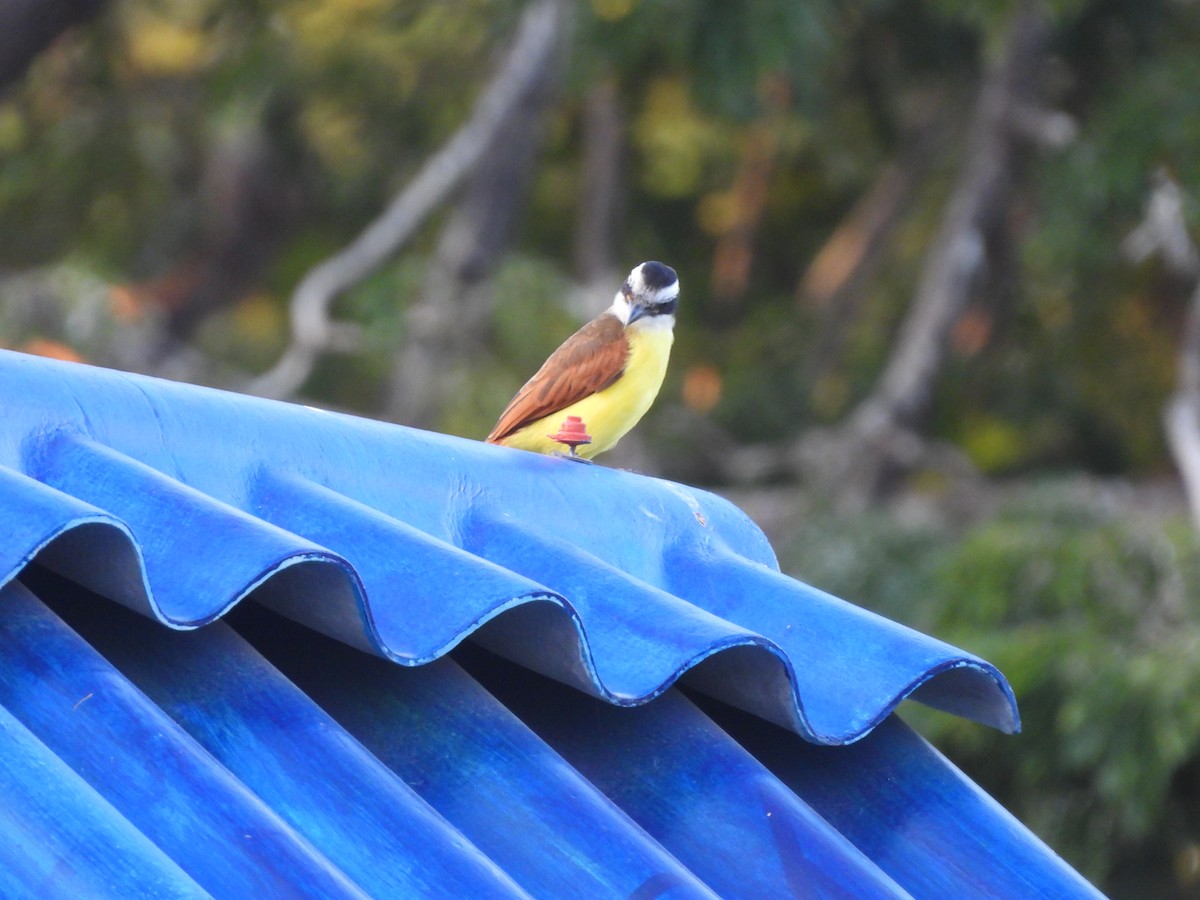 Bienteveo Común - ML646718052