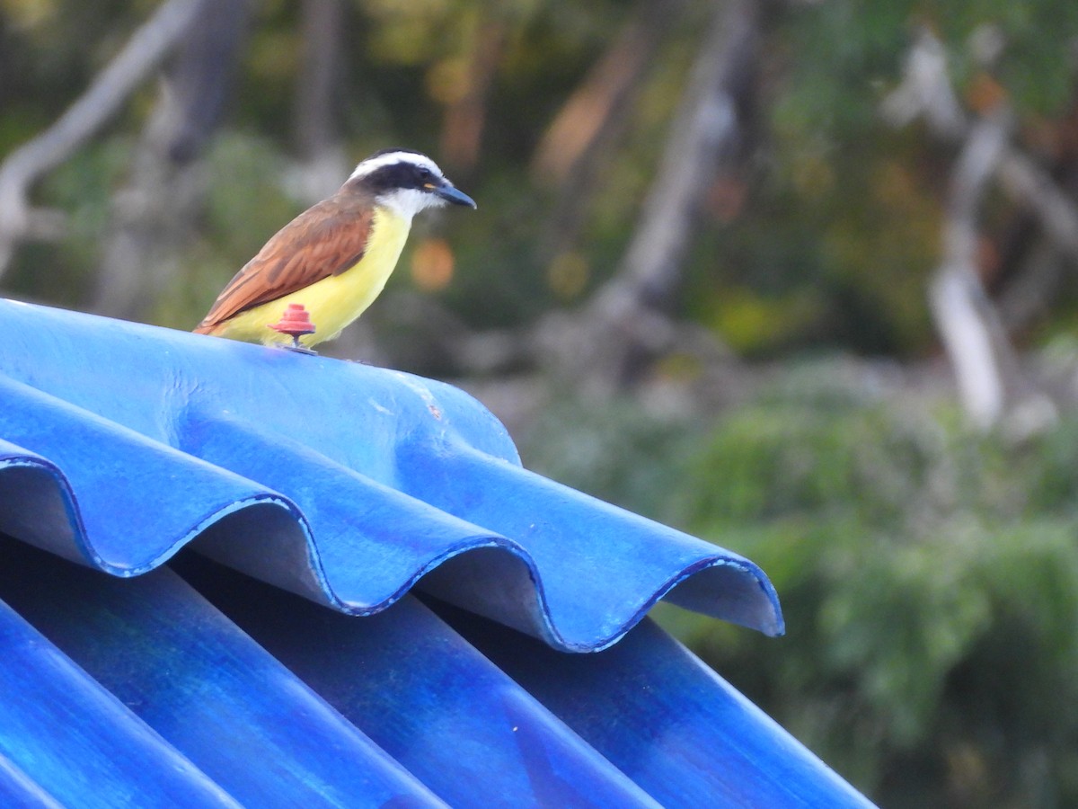 Bienteveo Común - ML646718053