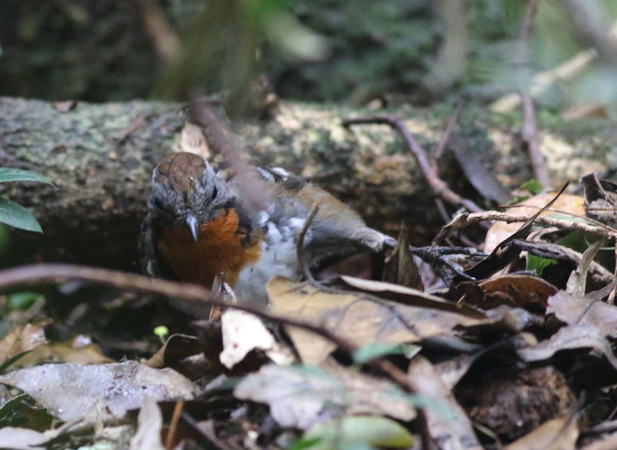 Avustralya Dalcambazı - ML646718054