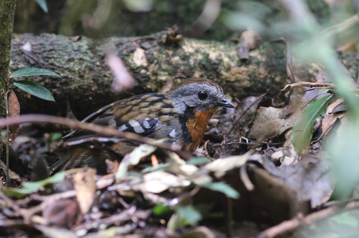 Avustralya Dalcambazı - ML646718055