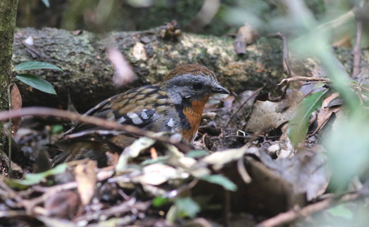 Avustralya Dalcambazı - ML646718056