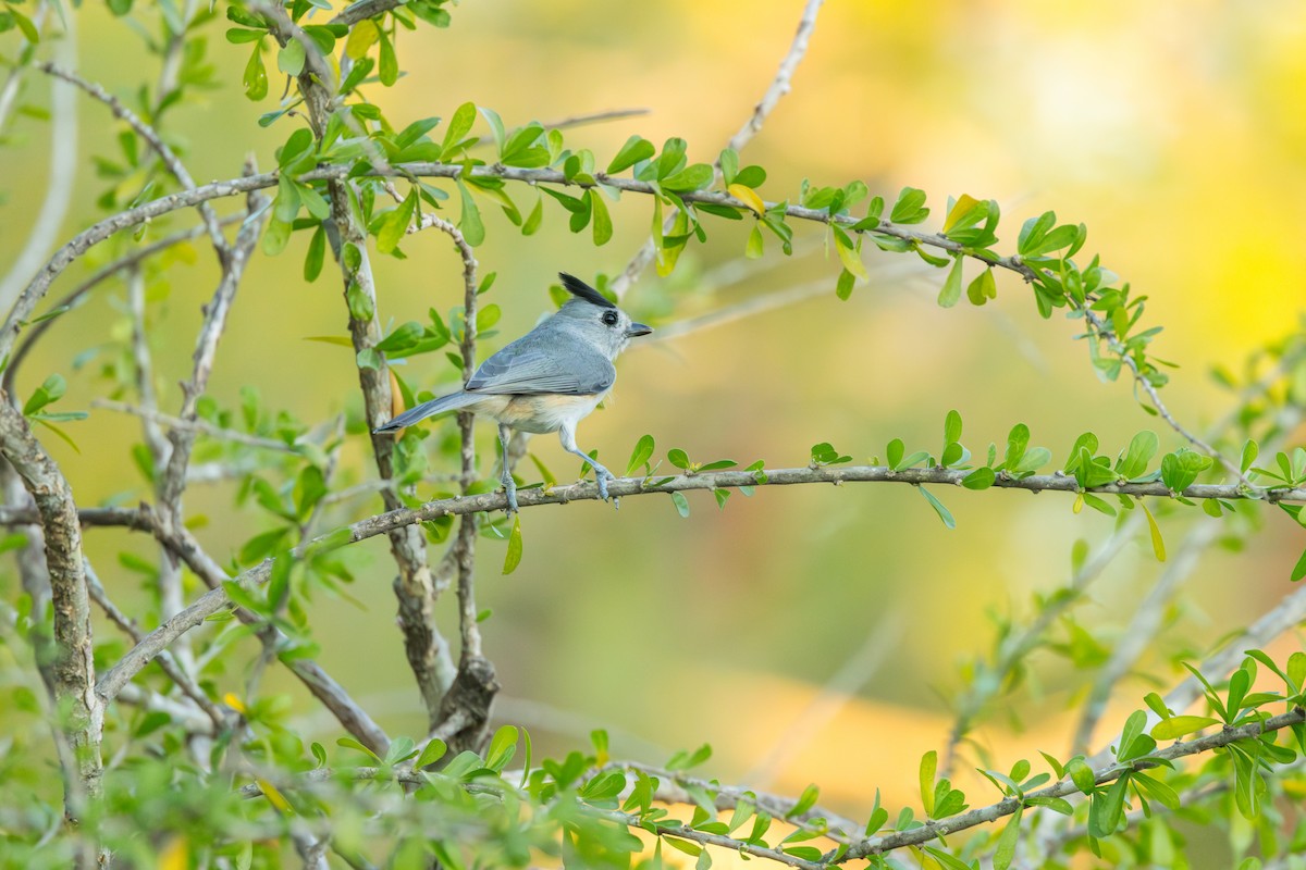 sýkora černochocholatá - ML646718065