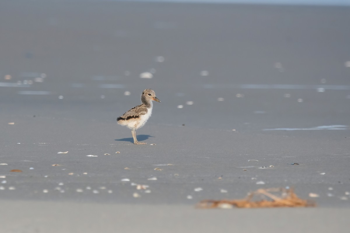 Кулик-сорока американський - ML646718070