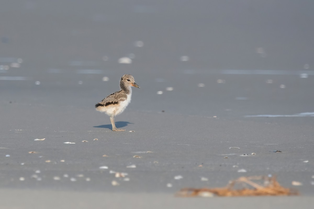 Кулик-сорока американський - ML646718071