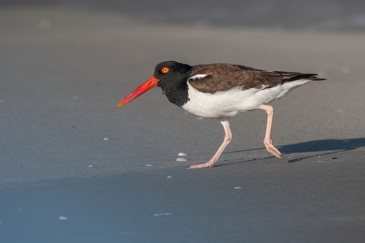 Кулик-сорока американський - ML646718072