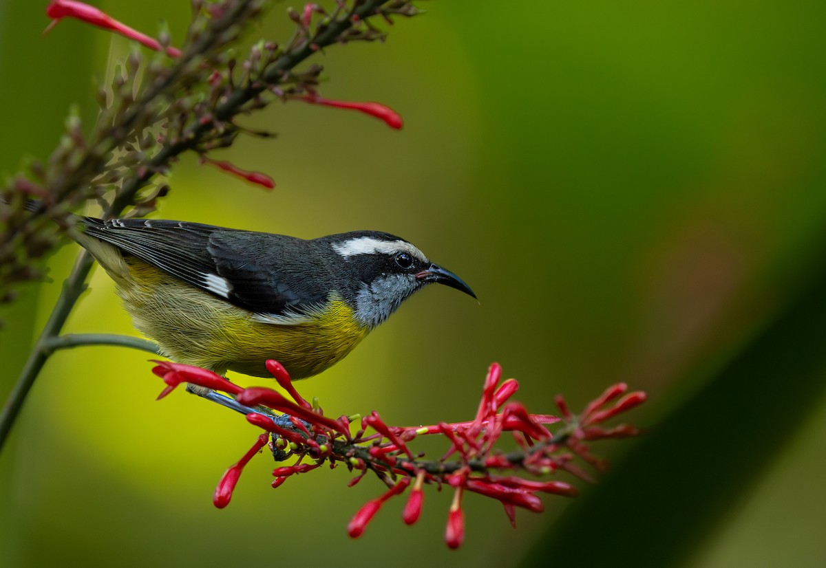 Sucrier à ventre jaune - ML646718073