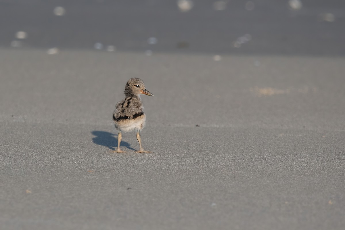 Кулик-сорока американський - ML646718074