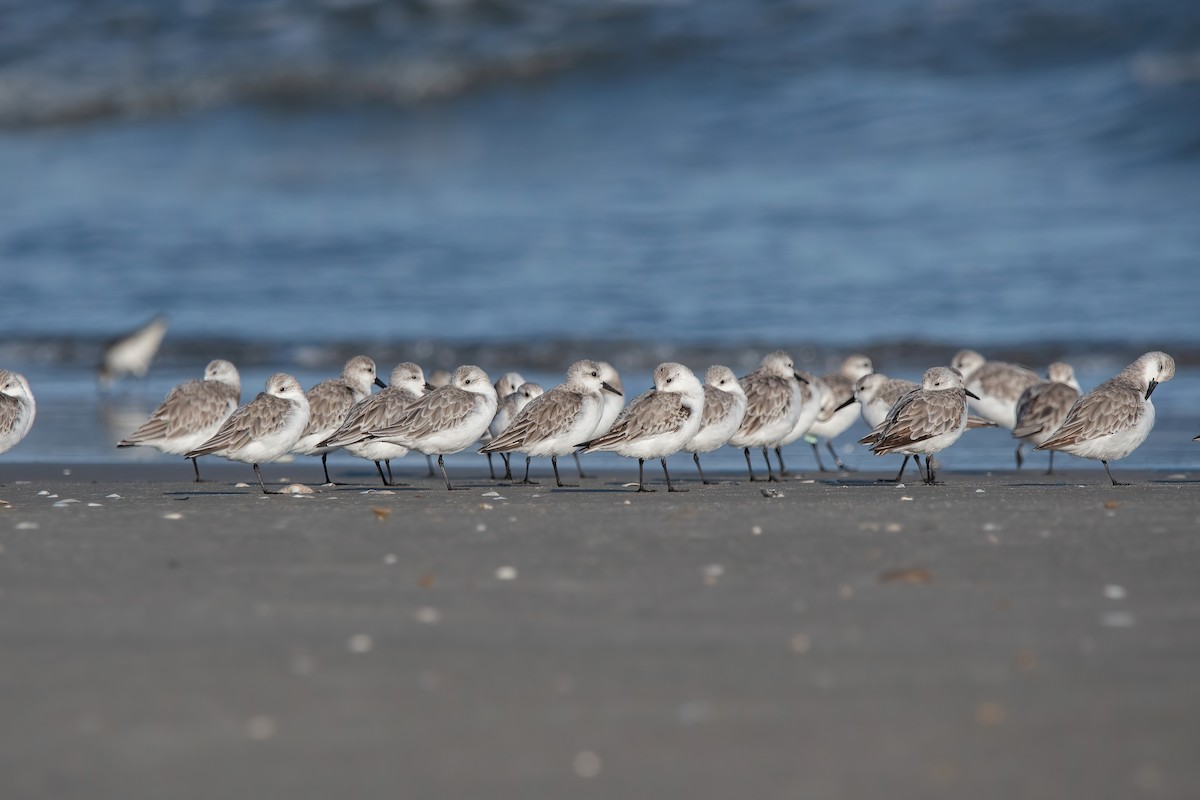 Побережник білий - ML646718079
