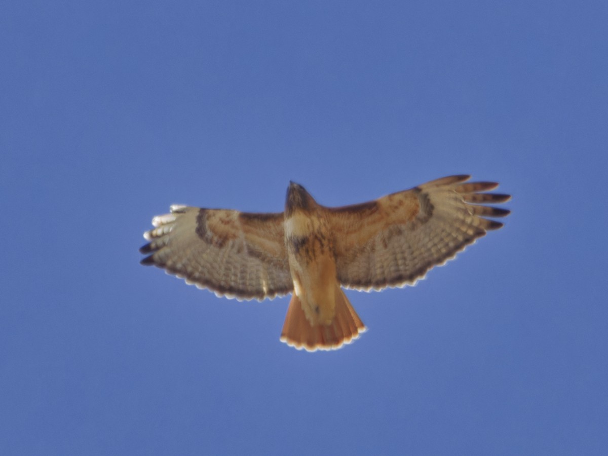 Краснохвостый канюк - ML646718080