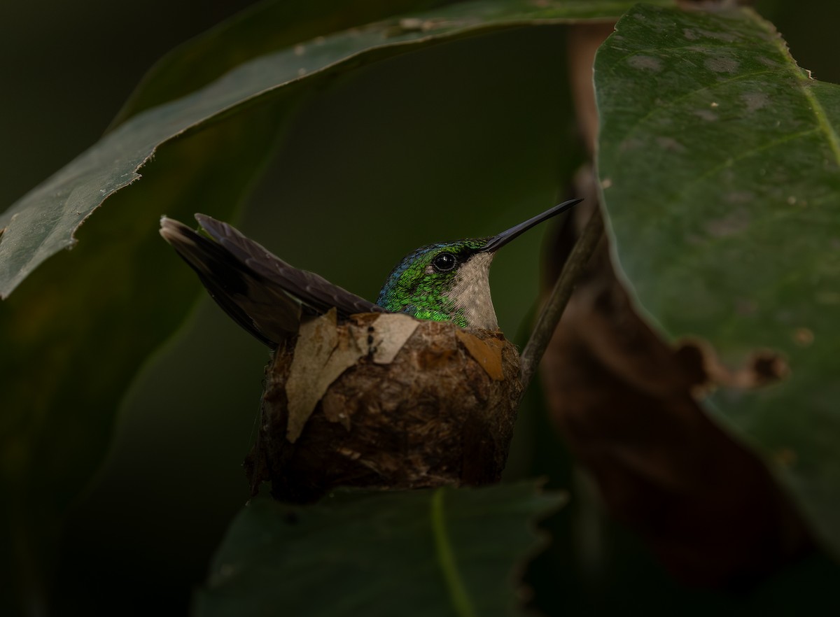 Émeraude de Porto Rico - ML646718081