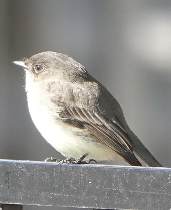 Светлобрюхий фиби - ML646718085