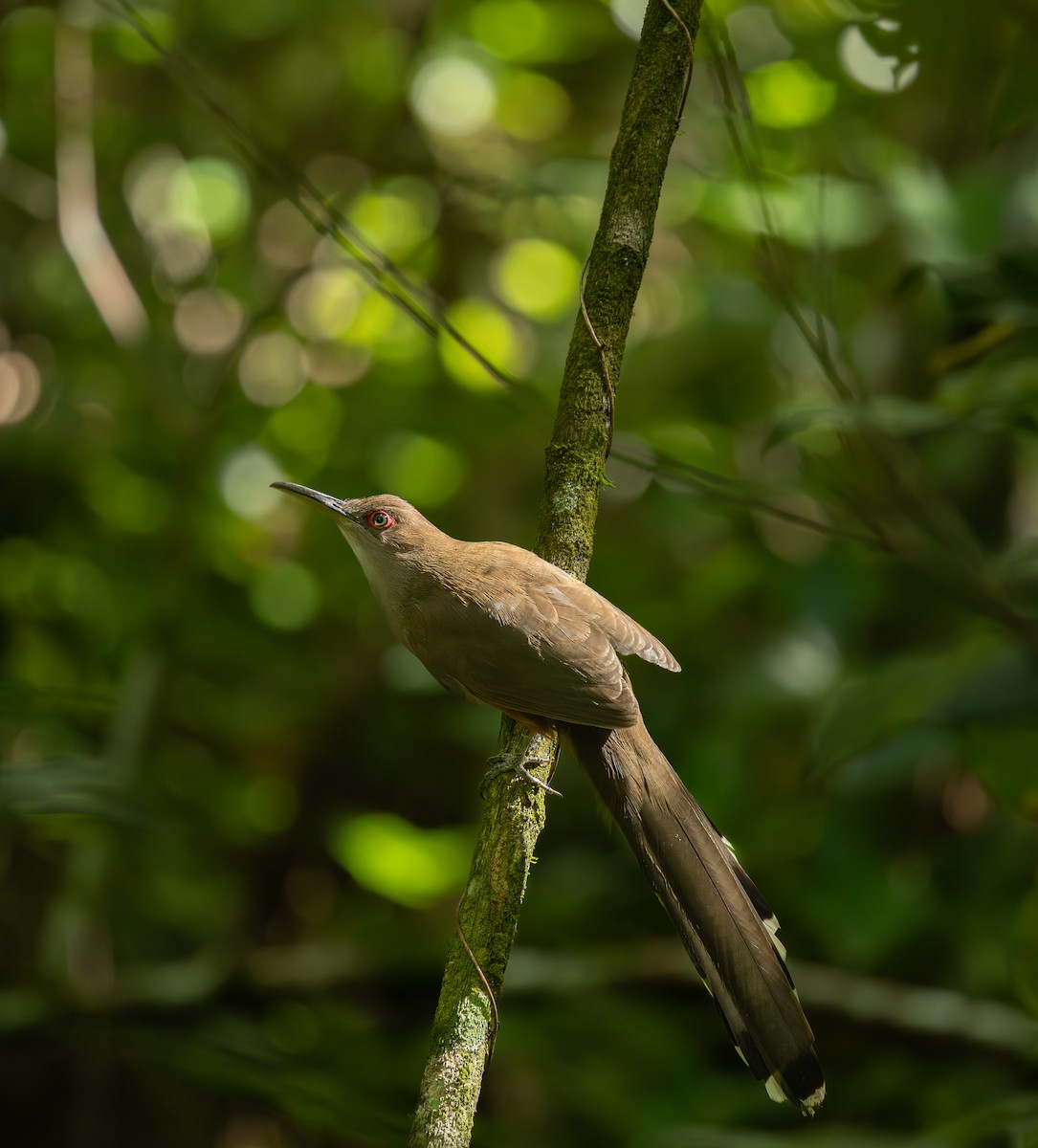 Cuco Lagartero Puertorriqueño - ML646718087