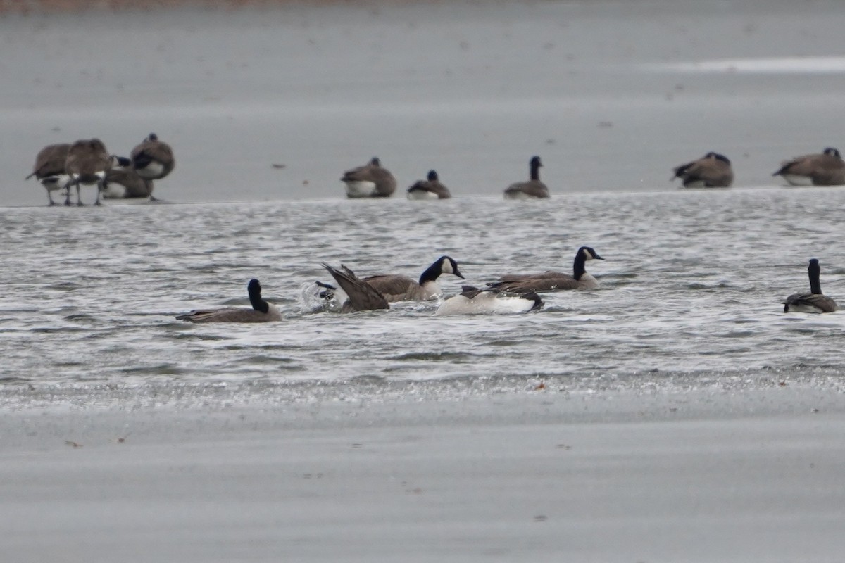 Canada Goose - ML646718090