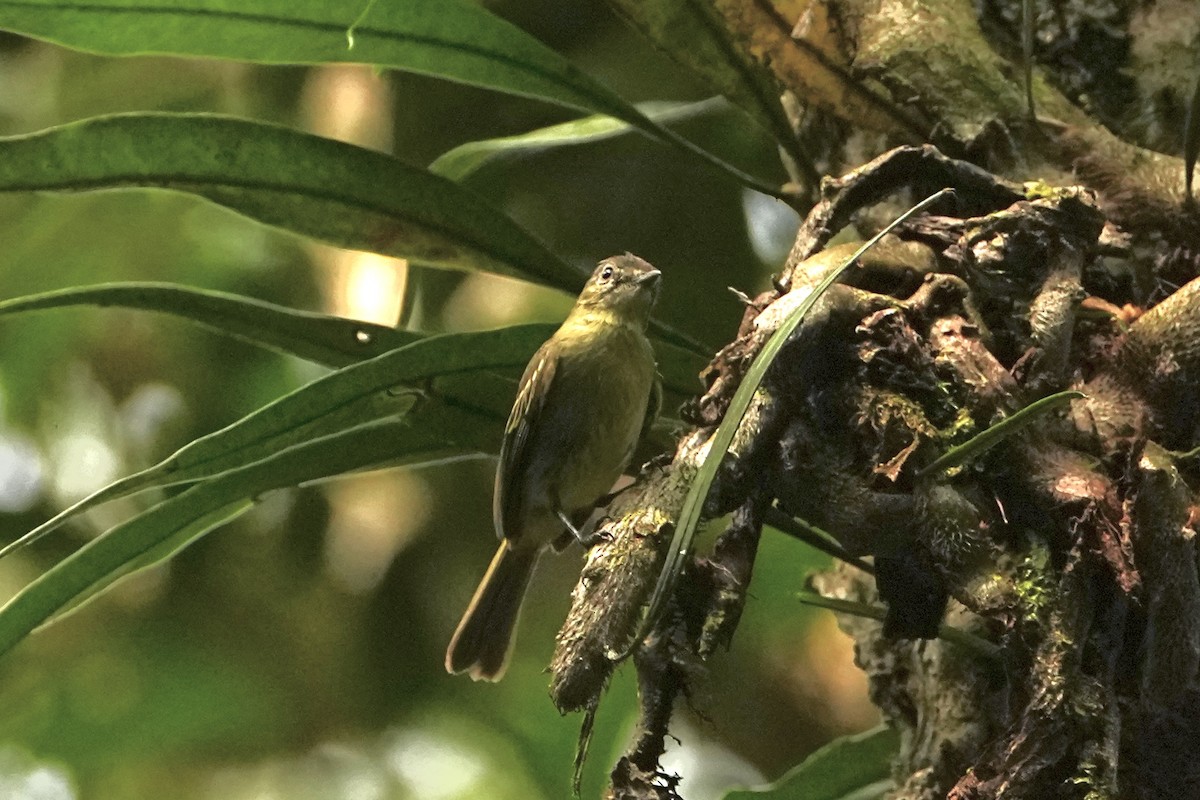 Fiofío Selvático - ML646718096