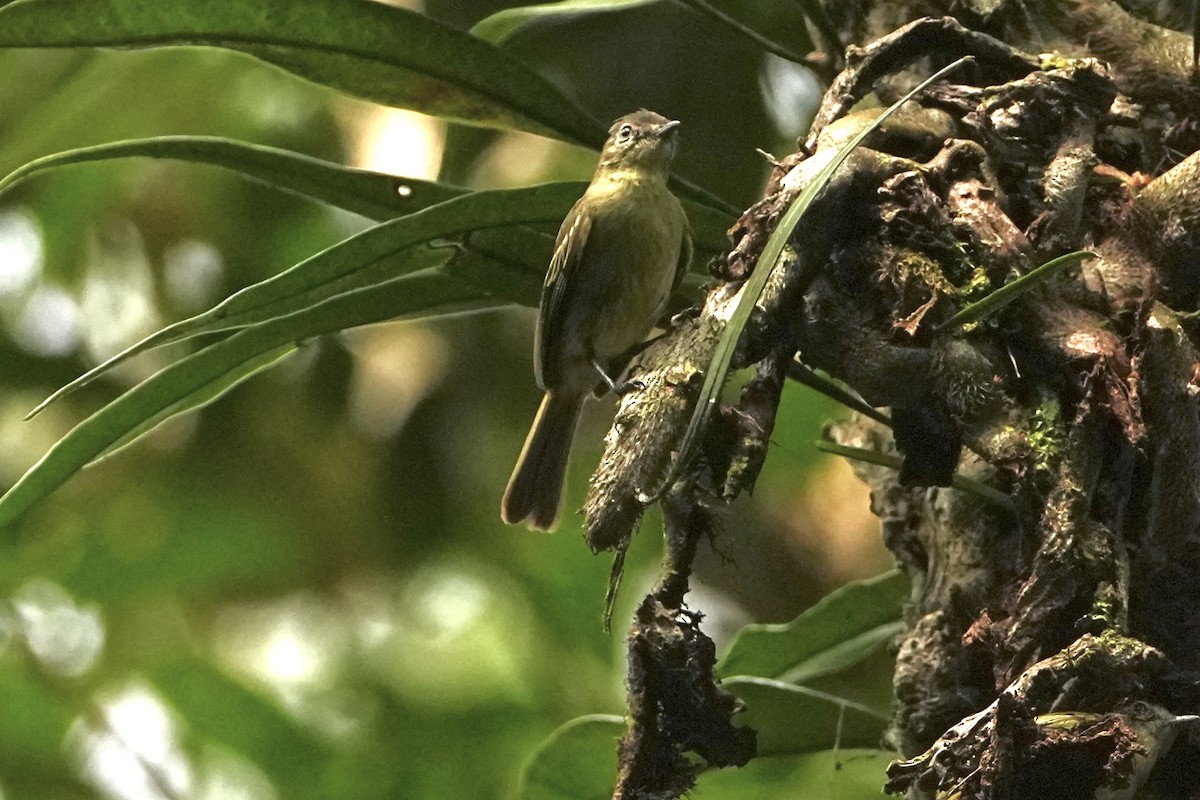 Fiofío Selvático - ML646718097