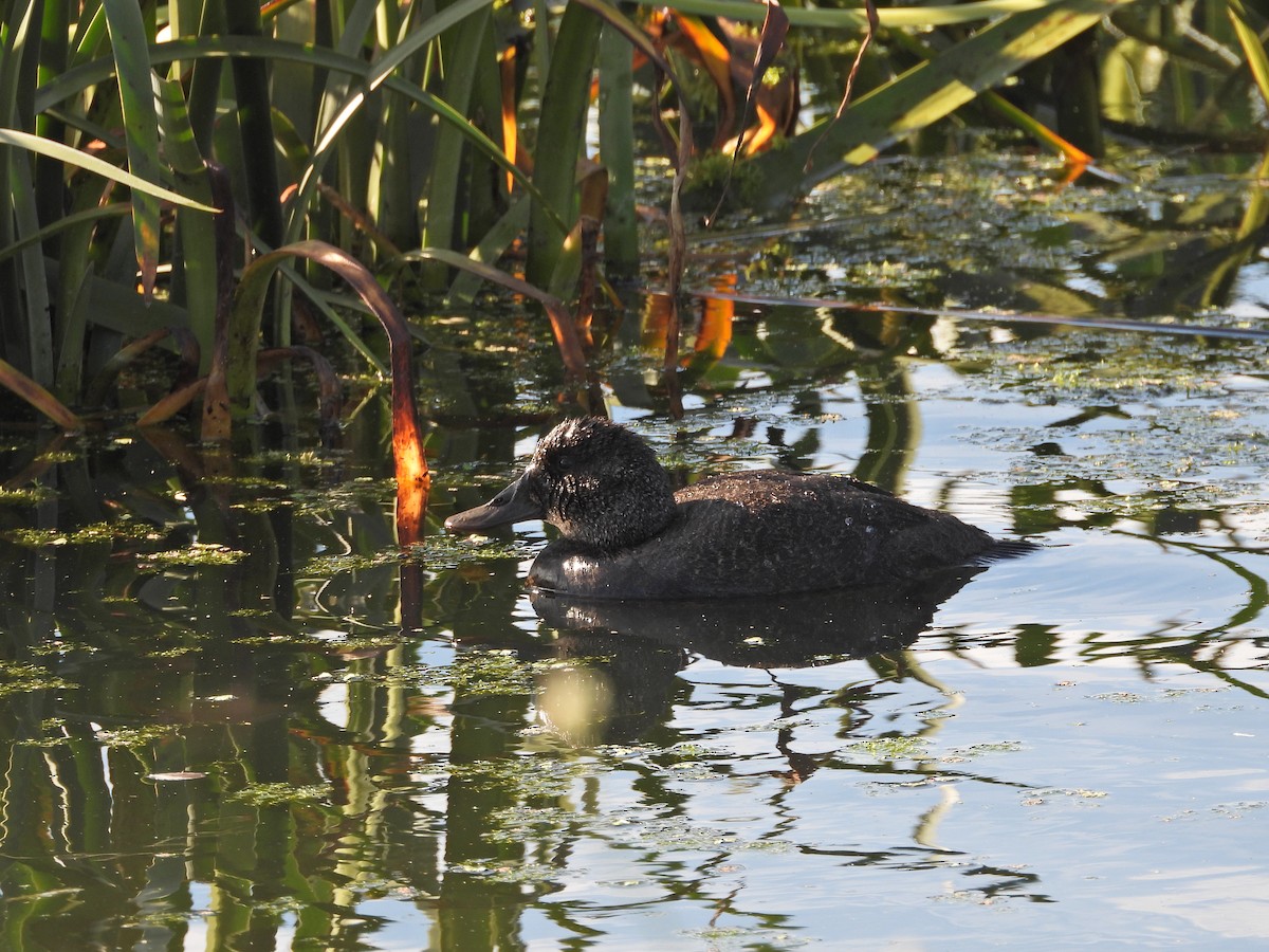 Malvasía Australiana - ML646718098