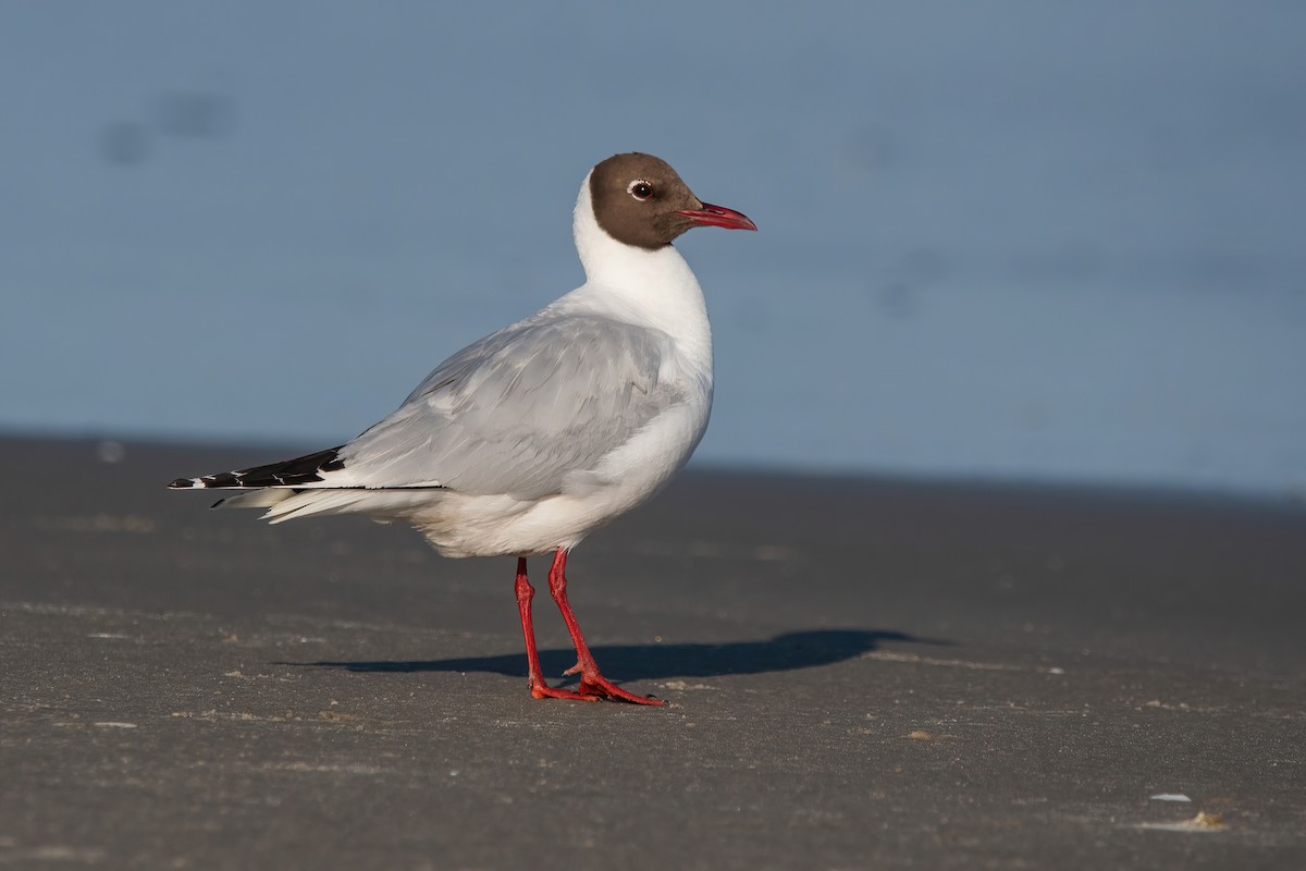 Gaviota Cahuil - ML646718099