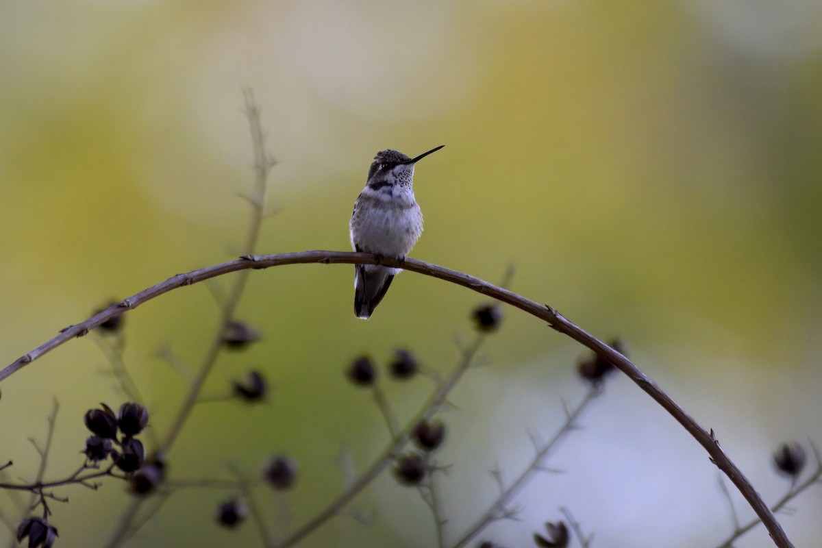 Colibri à gorge rubis - ML646718100