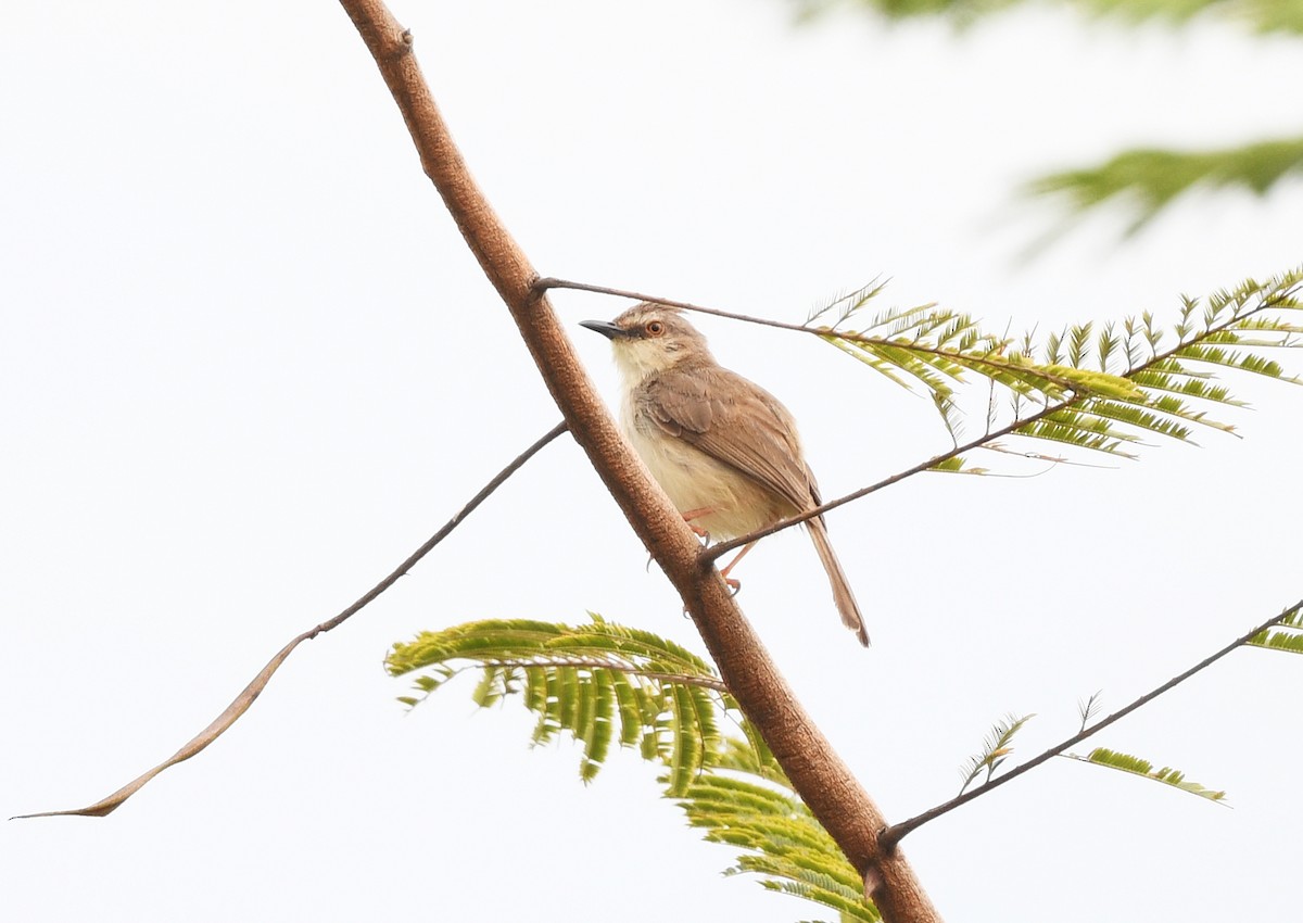 Prinia Modesta - ML646718101