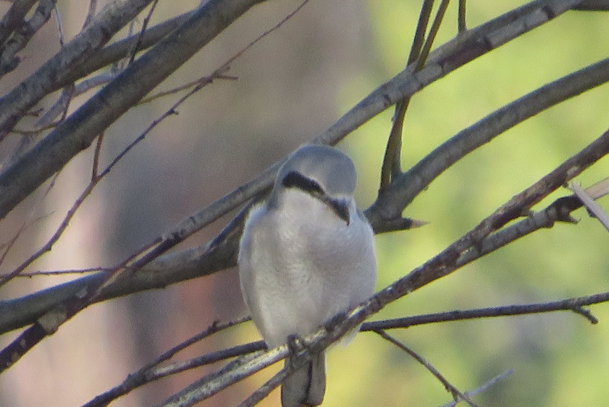 Alcaudón Boreal - ML646718102