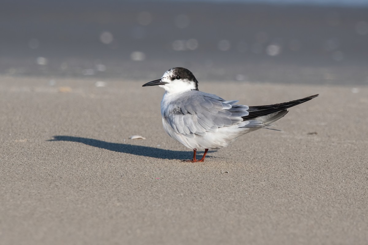 Charrán Común - ML646718103