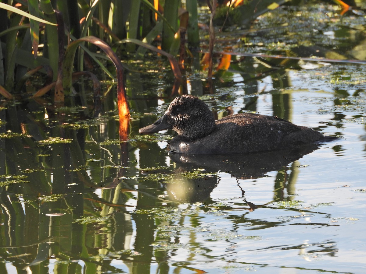 Malvasía Australiana - ML646718104