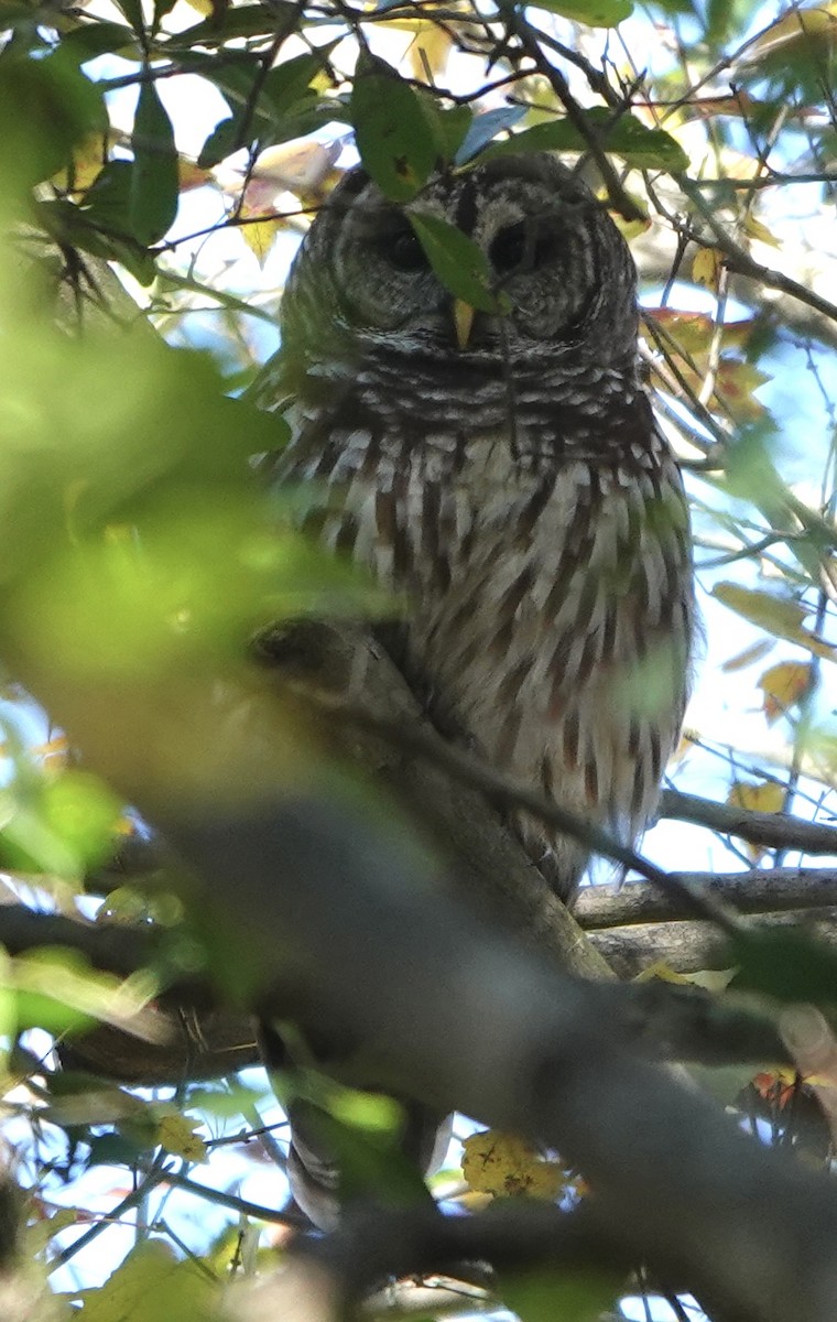 Cárabo Norteamericano - ML646718105