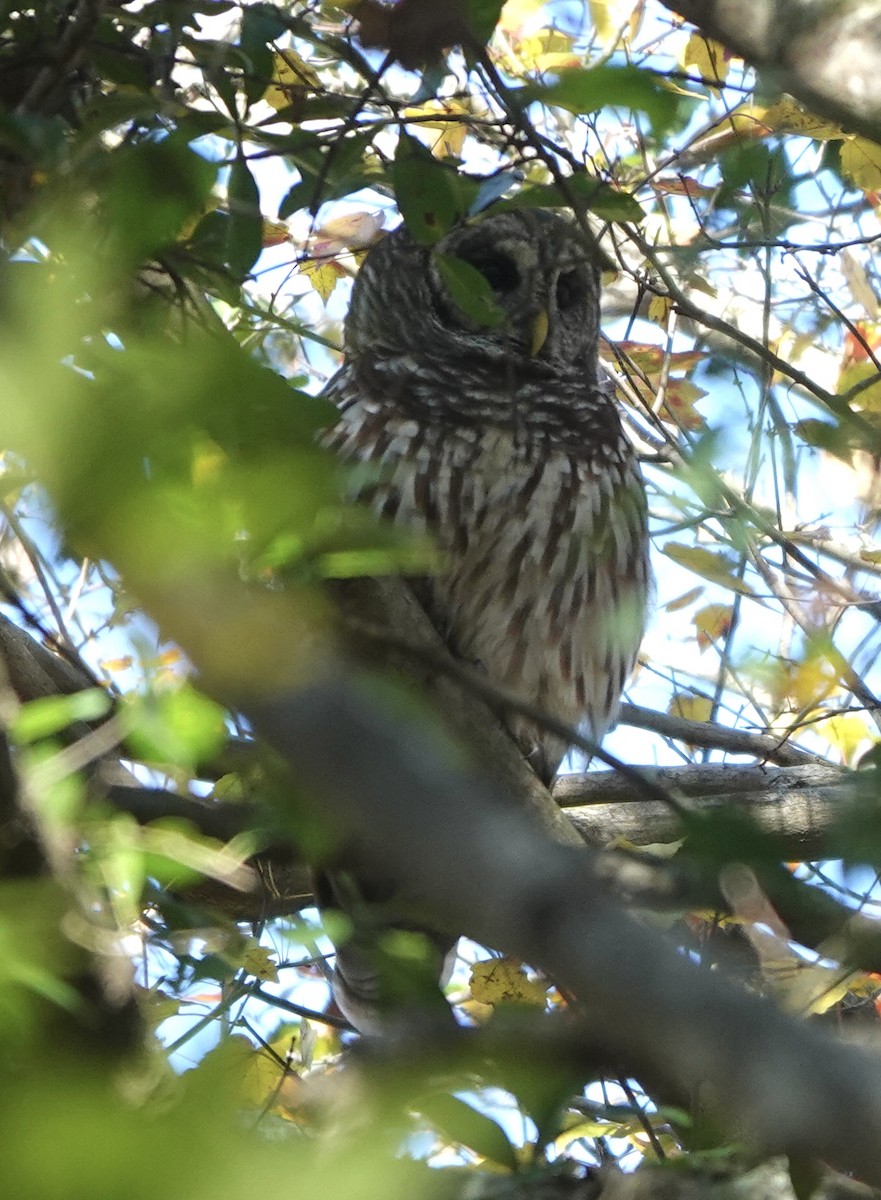 Cárabo Norteamericano - ML646718106
