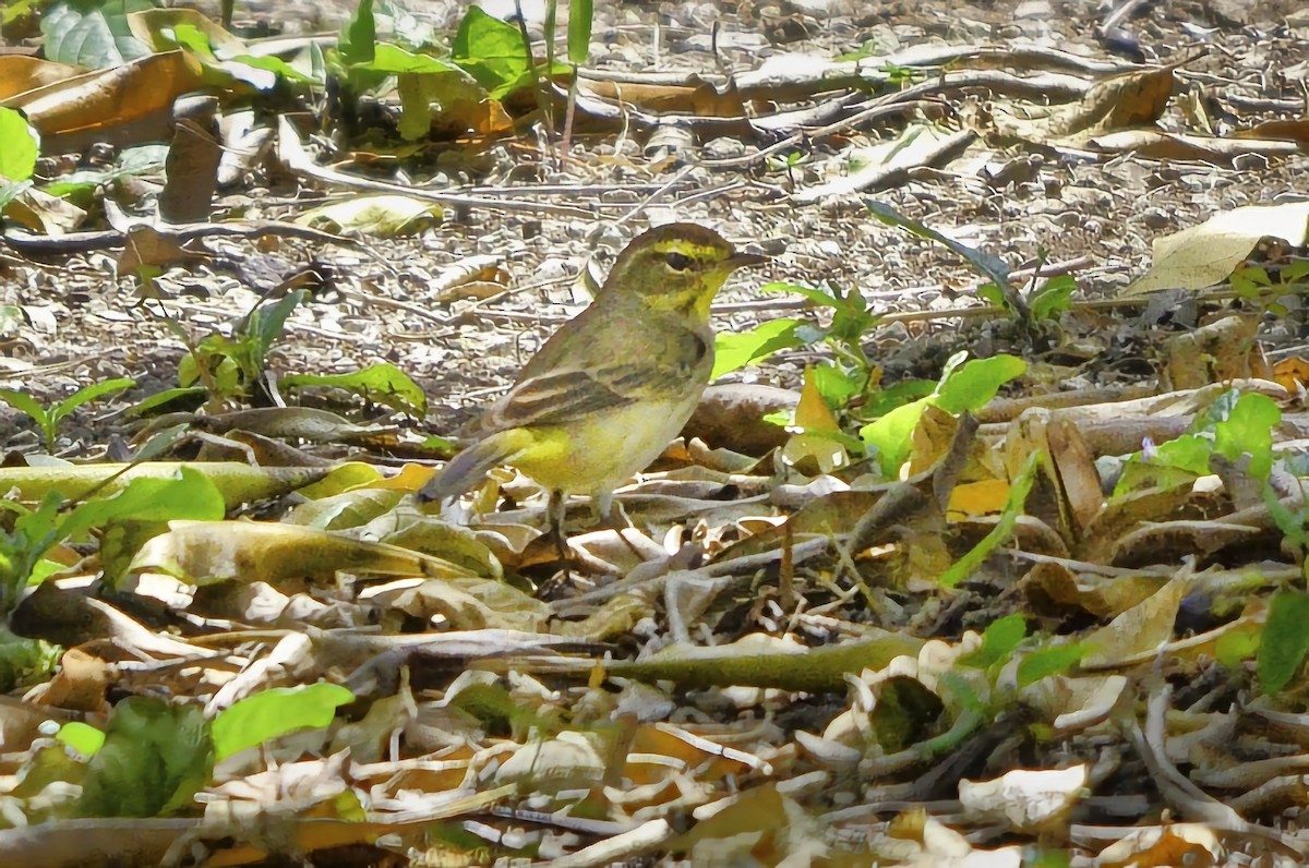 Palm Warbler - ML646718107