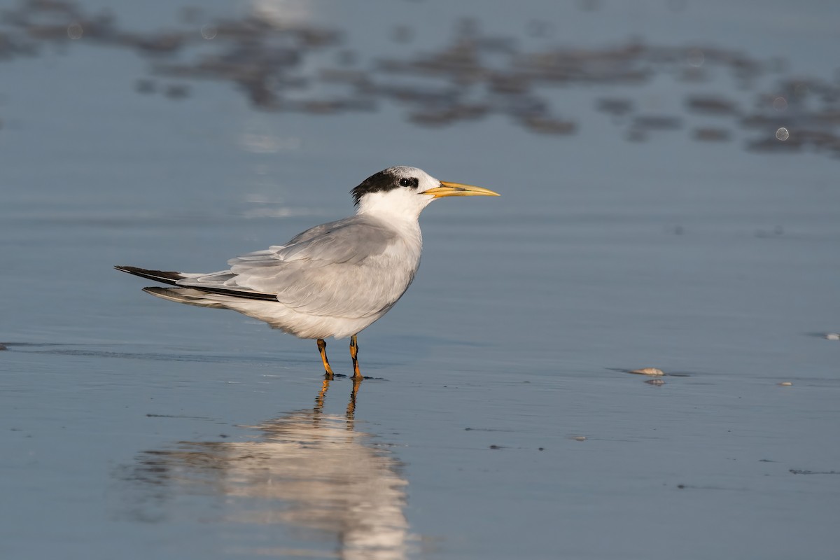 Charrán Patinegro - ML646718108