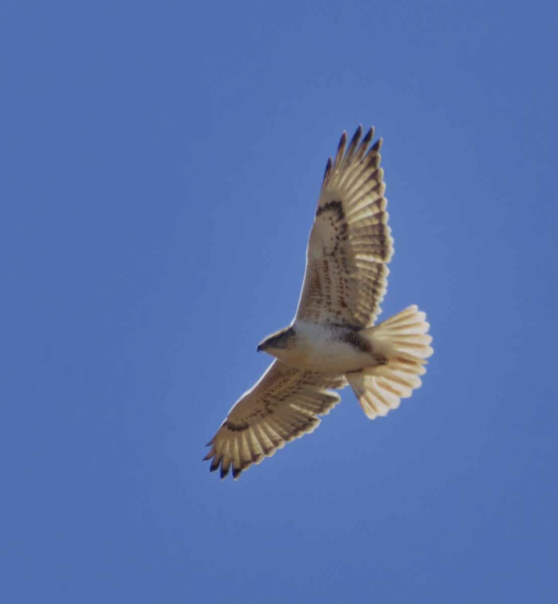 Busardo Herrumbroso - ML646718109