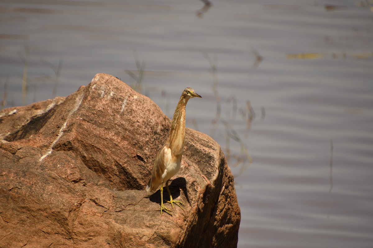 Garcilla Cangrejera - ML646718111