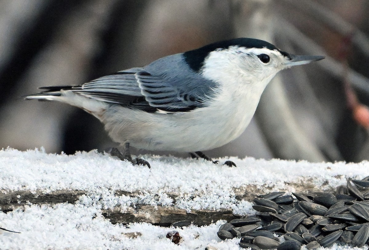Trepador Pechiblanco - ML646718112