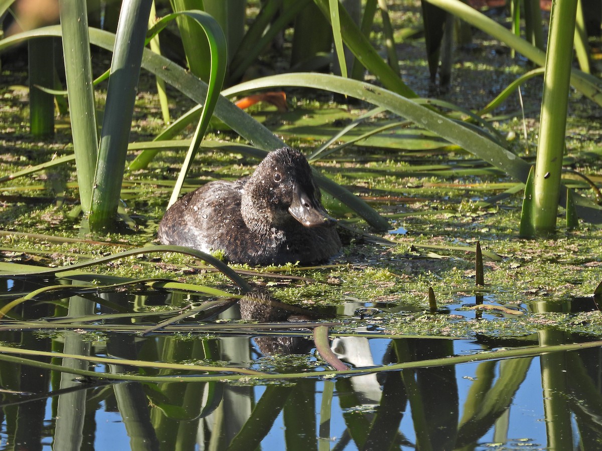 Malvasía Australiana - ML646718113