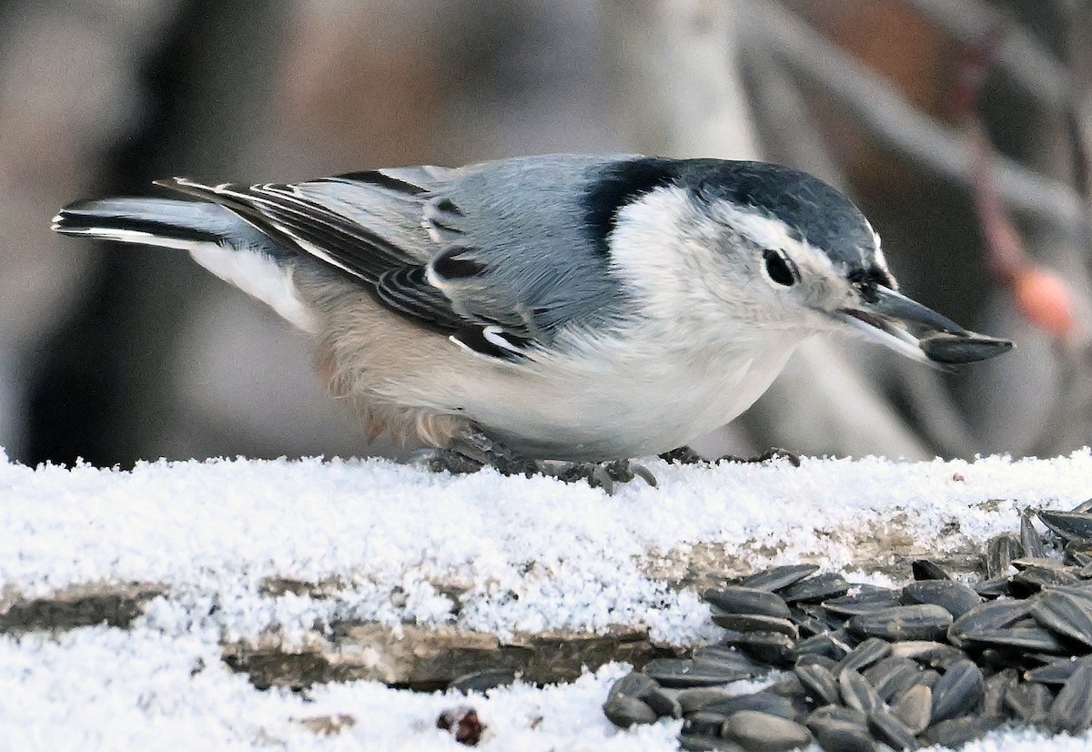 Trepador Pechiblanco - ML646718114