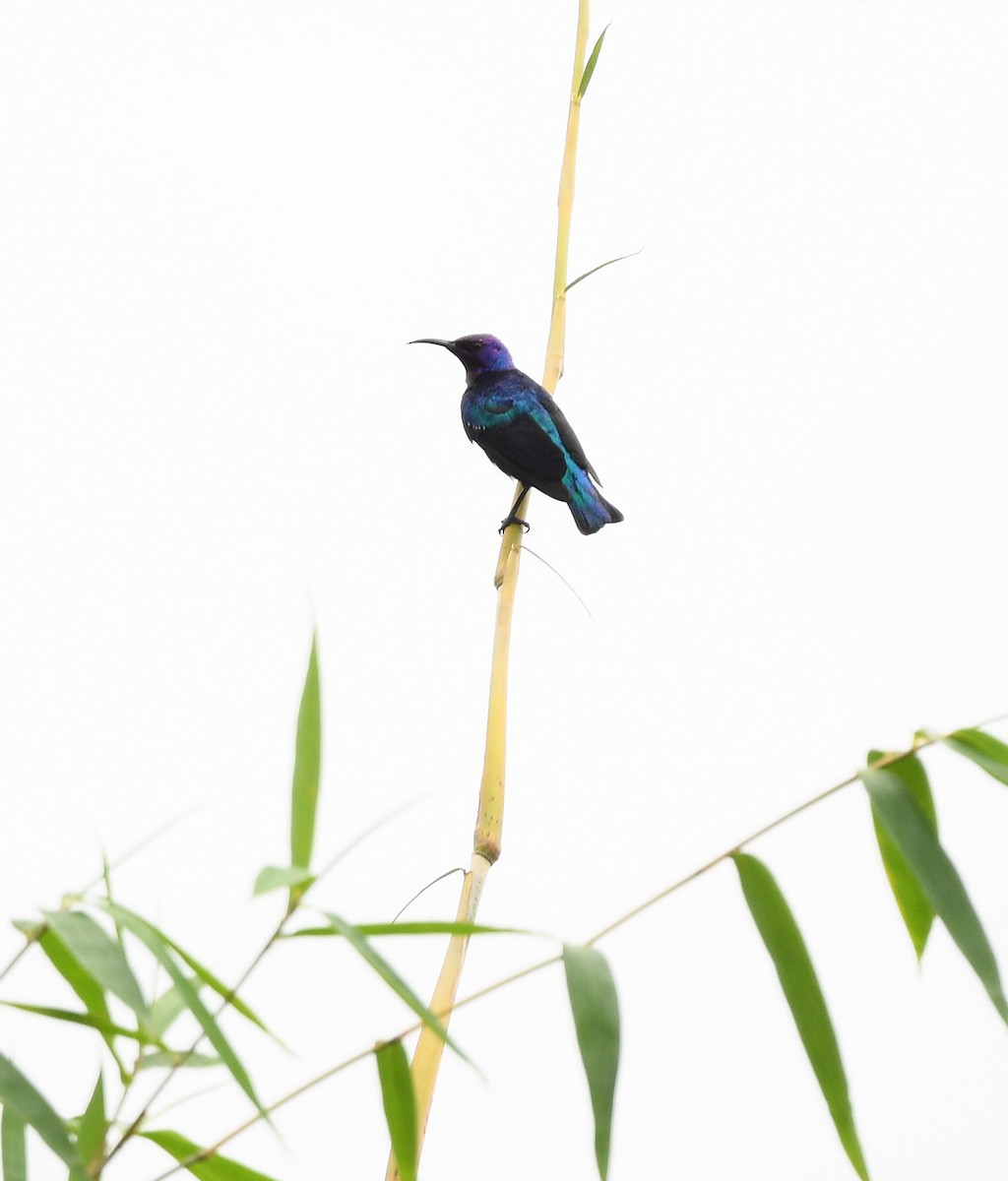 Suimanga Espléndido - ML646718115