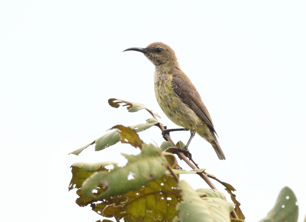 Suimanga Espléndido - ML646718116