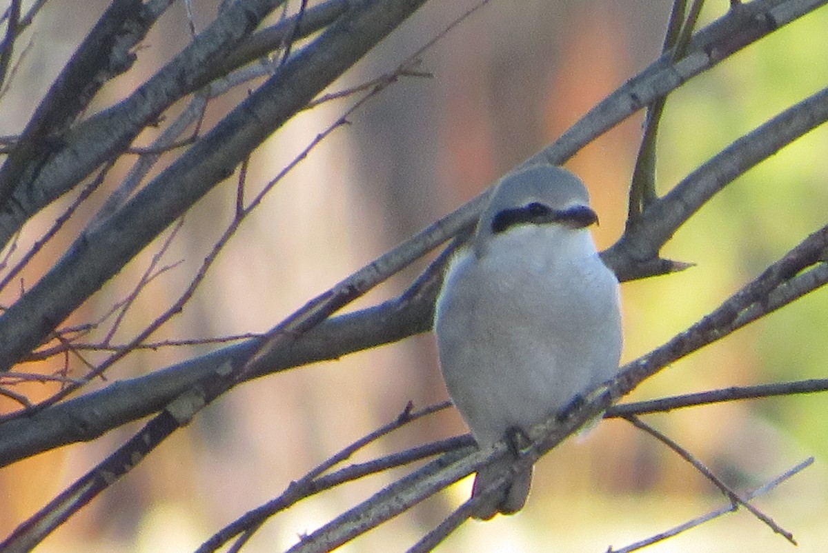 ťuhýk severní - ML646718117