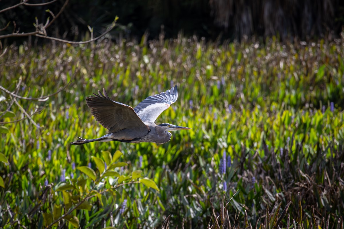 Amerika Gri Balıkçılı - ML646718118