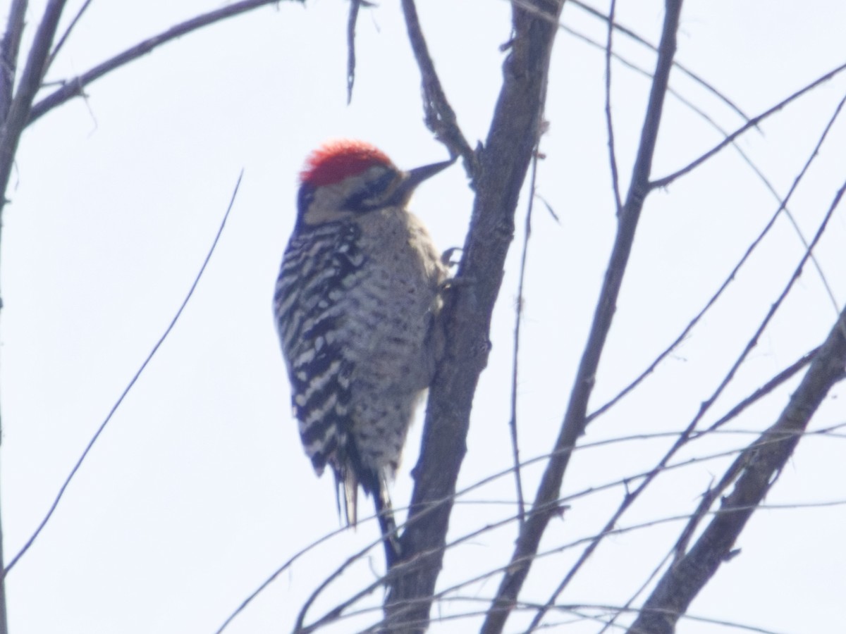 Арлекиновый дятел - ML646718120