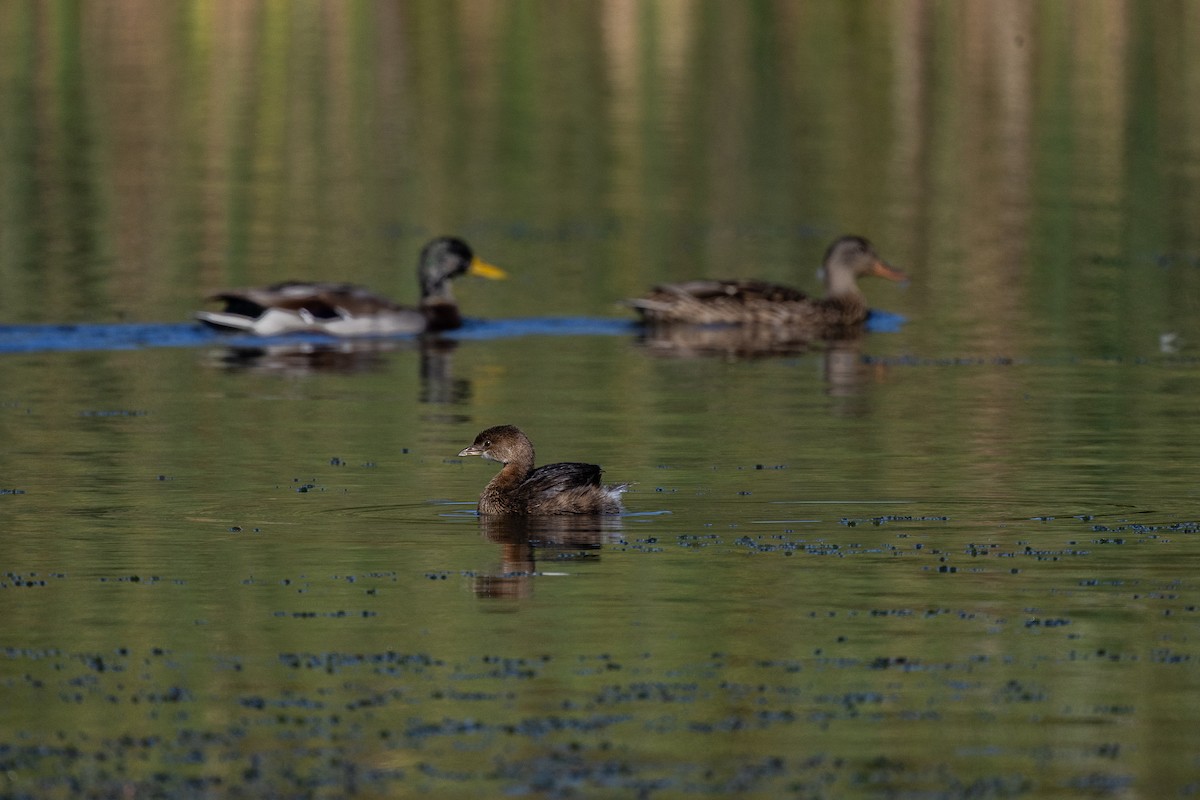 Pied-billed Grebe - ML646718122