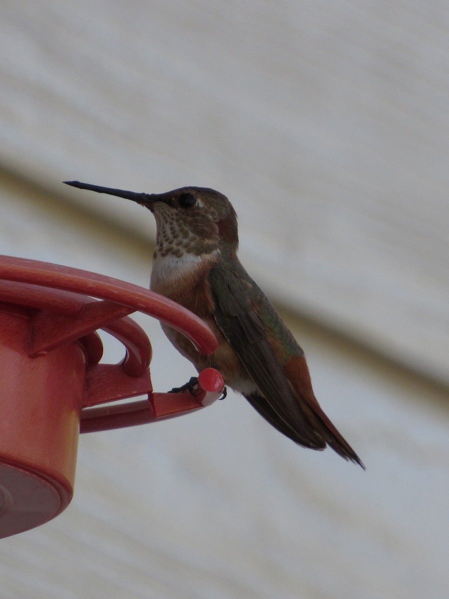 アカフトオハチドリ - ML646718123