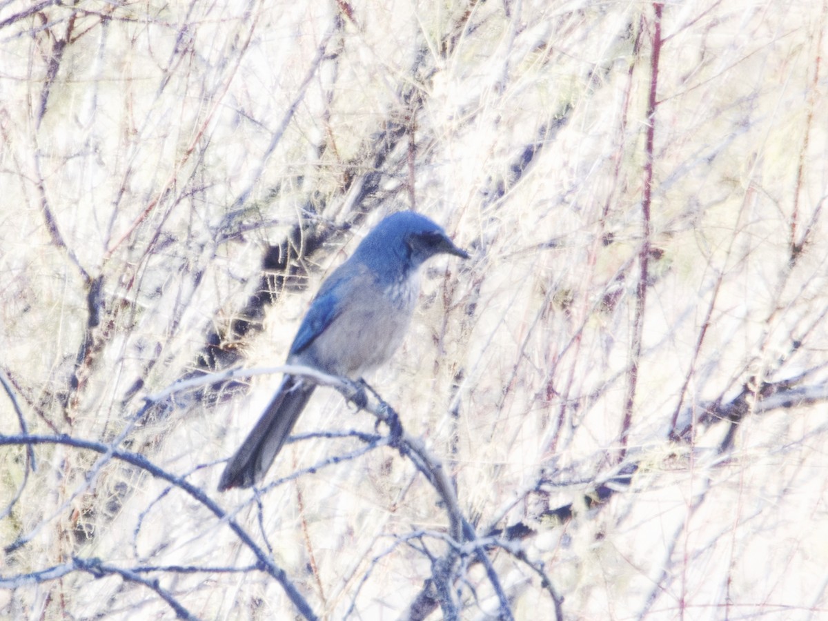 Невадская сойка - ML646718131