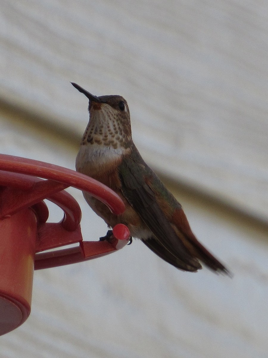 アカフトオハチドリ - ML646718132