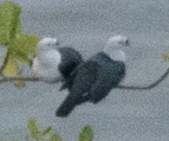 Пінон смарагдовий - ML646718136