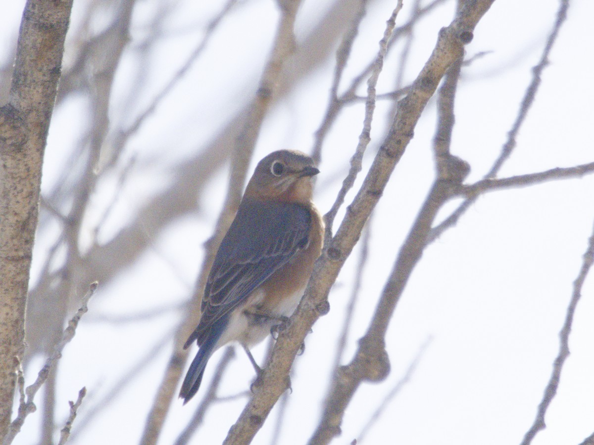 Восточная сиалия - ML646718138