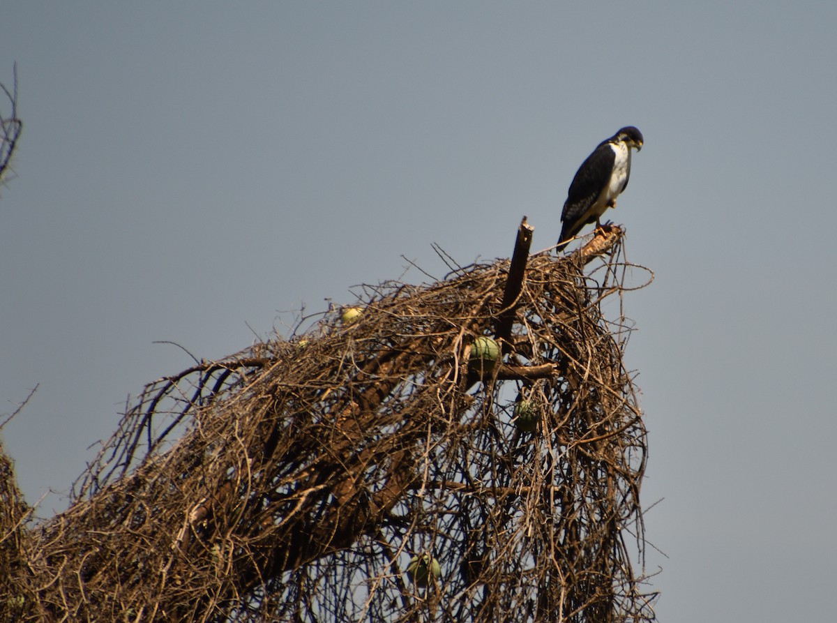 Augur Buzzard - ML646718141