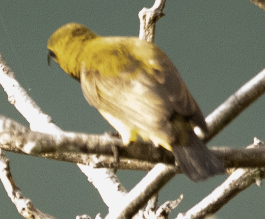 Sahul Sunbird - ML646718142