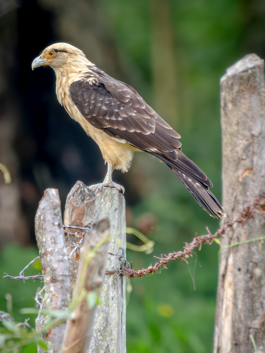 Yellow-headed Caracara - ML646718143