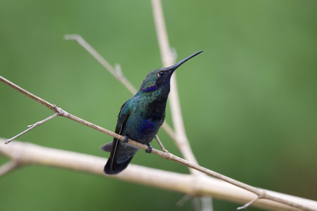 Sparkling Violetear - ML646718144